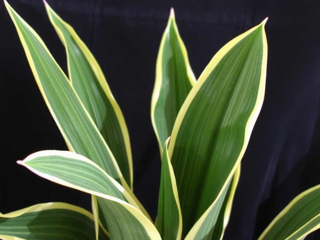 How to Fix Dry and Black Leaf Tips on Snake Plants: Key Solutions(1)