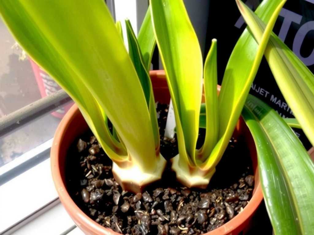 How to Solve Shriveled Leaves After Snake Plant Cuttings: Easy Fixes(1)