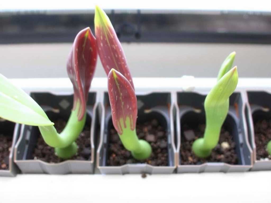 How to Prevent Leaf Rot for Hydroponic Snake Plant Cuttings Naturally
