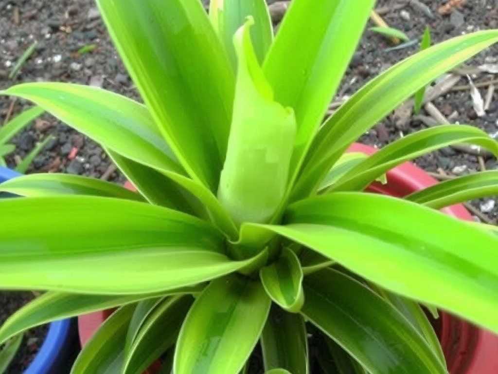 How to Build a Shade Shed for Snake Plant Cuttings to Protect from Sunburn