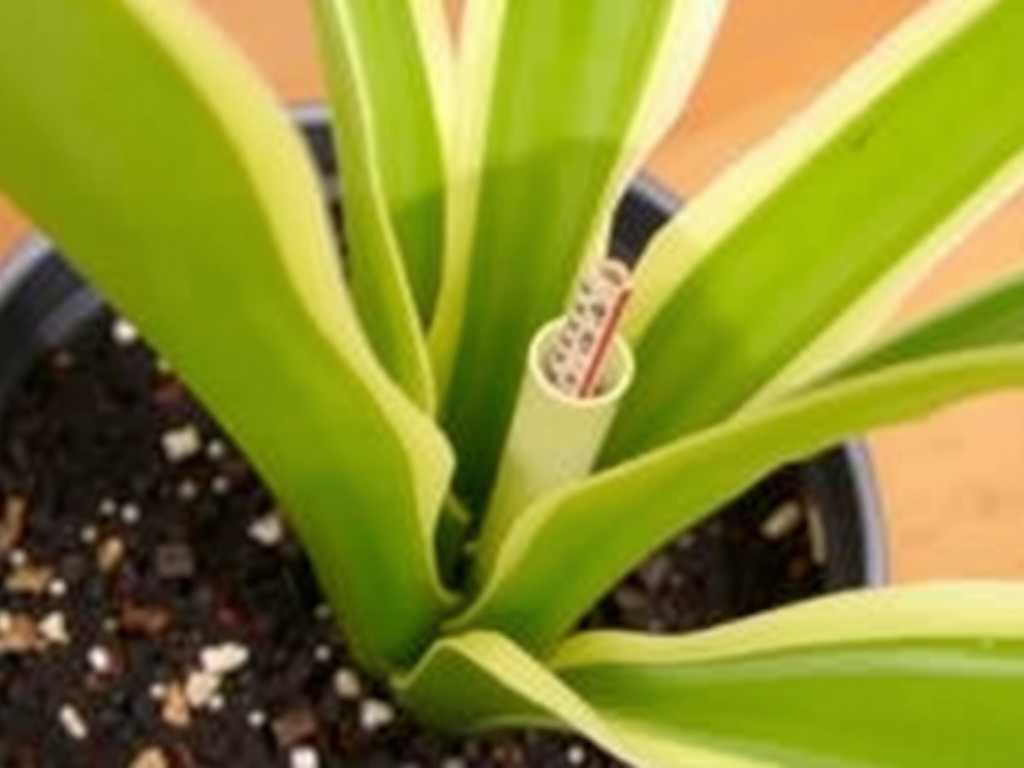 How to Control Cutting Depth for Snake Plant Leaf Cuttings to Boost Rooting