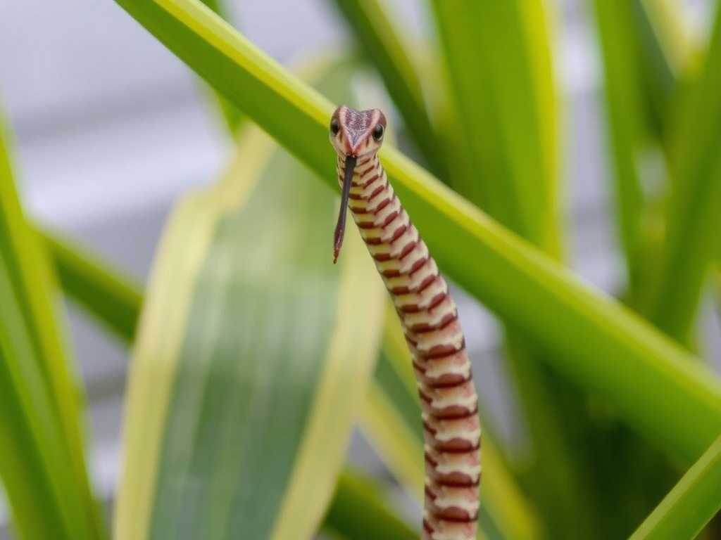 How to Judge If Snake Plants Are Water-Deficient: Key Indicators(1)