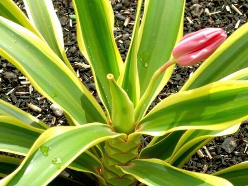 How to Care for Old Snake Plant Stumps to Encourage New Leaf Growth